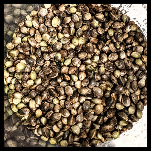 Bulk hemp seeds available for sale. Hemp for CBD extraction takes some savvy to grow, but we will guide you every step of the way from planting to harvest to ensure you get the maximum yield from your crop. 