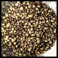 Bulk hemp seeds available for sale. Hemp for CBD extraction takes some savvy to grow, but we will guide you every step of the way from planting to harvest to ensure you get the maximum yield from your crop. 